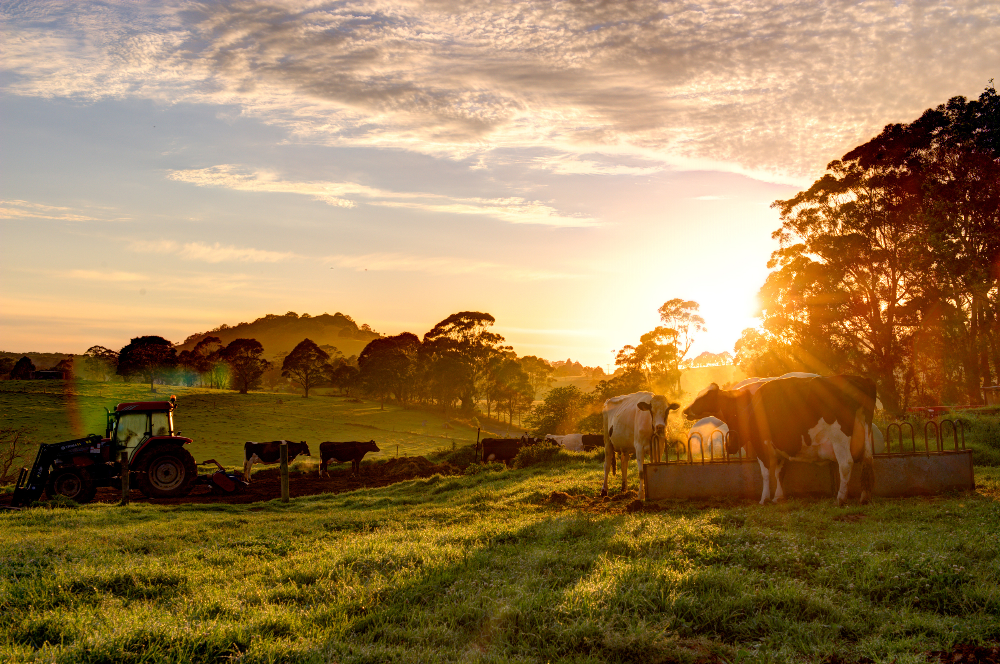 A Rural Farm